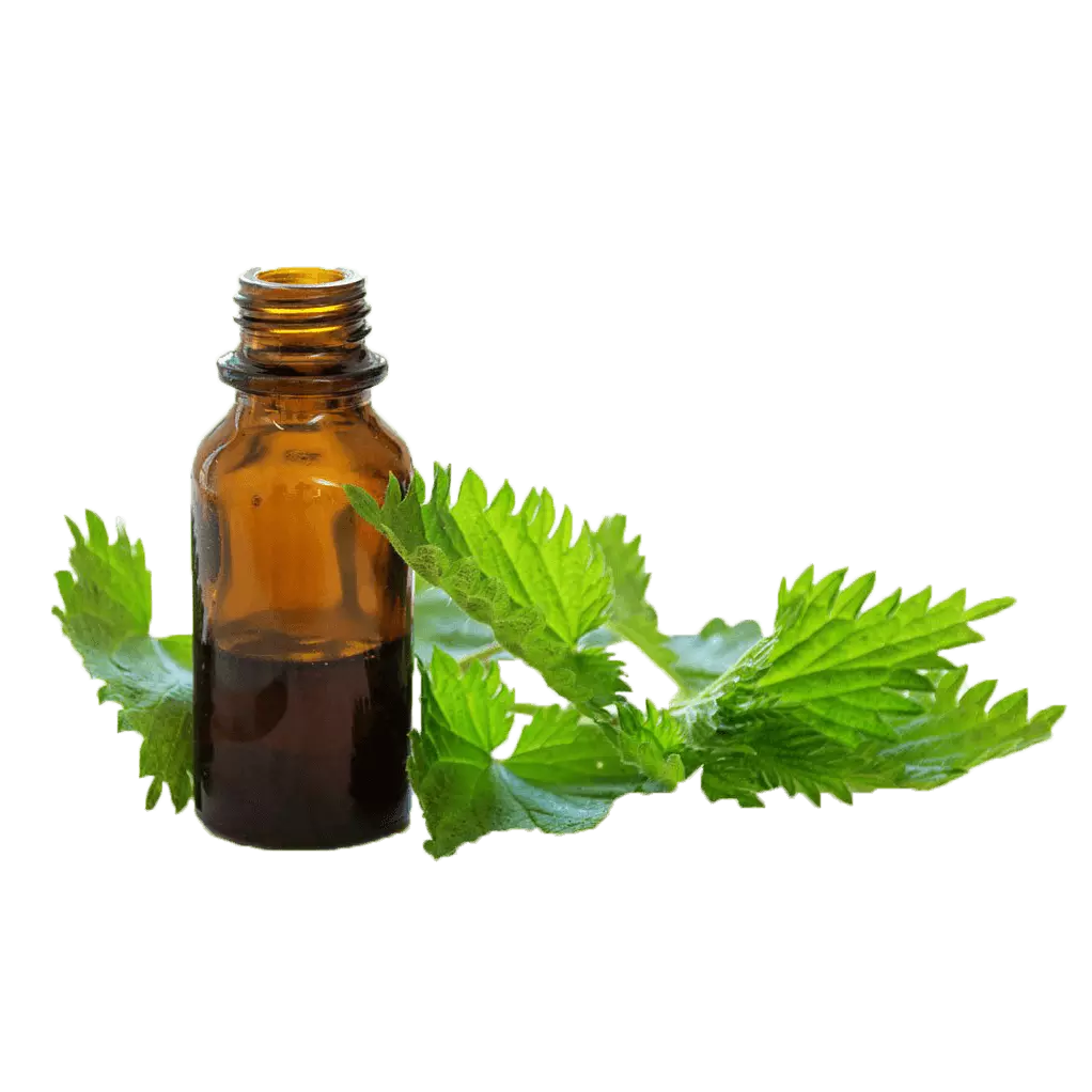 Isırgan yağı Isırgan yağı