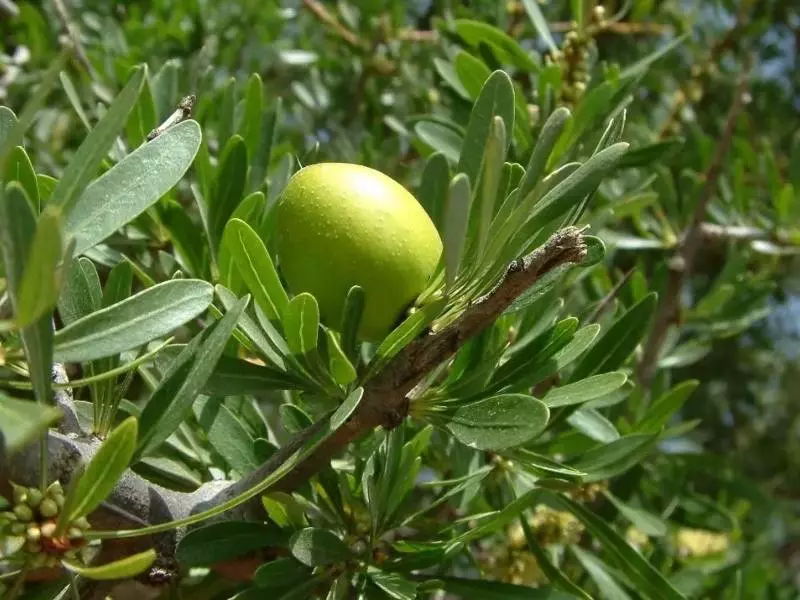 Argan Yağlı Sabun