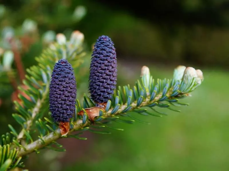 Çam Katranı Sabunu Faydaları
